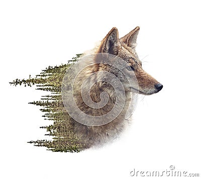 Double exposure of coyote portrait and pine forest Stock Photo