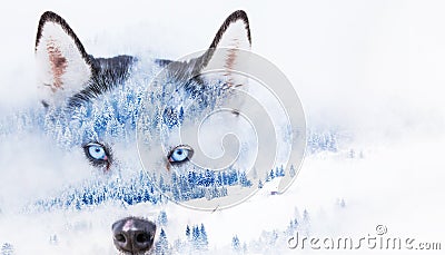 double exposure of husky eyes and snowy firs in foggy winter landscape Stock Photo