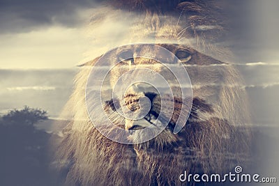 Double exposure of lion and Mount Kilimanjaro savanna landscape. Stock Photo