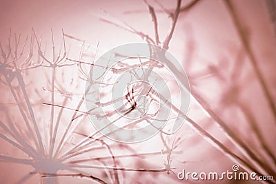 Double exposure silhouette of dried plant Stock Photo