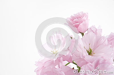 Double-flowered cherry blossom Stock Photo