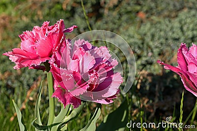 Double fringed pink tulip Stock Photo