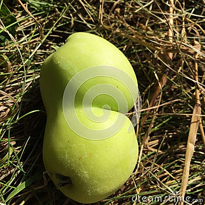 Double green apple macro Stock Photo