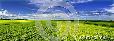 Double green field Stock Photo