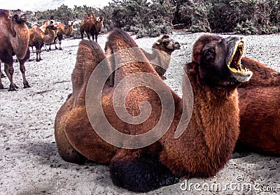Double humped camel Stock Photo