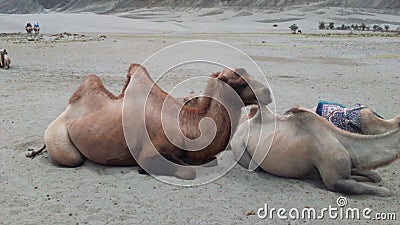 double humped camels in Leh & Ladakh, India Stock Photo
