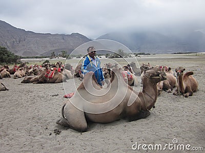 tourist posing among many double humped camels resting in the white desert of Leh & Ladakh, India Editorial Stock Photo