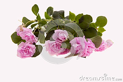 Double Impatiens Stock Photo