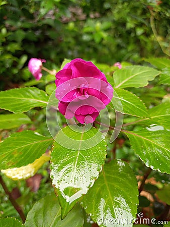 Double Impatiens walleriana Stock Photo