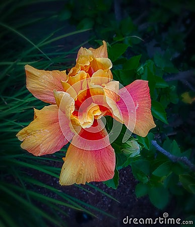 Double Layered Hibiscus Stock Photo