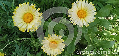 Double layers of petals in flowers in springs Stock Photo