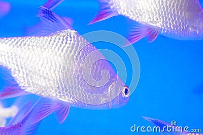 Double line carp swimming in the pool, very cute look Stock Photo