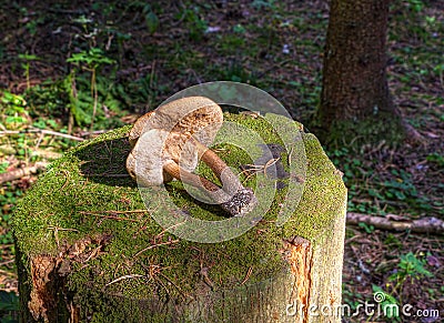 Double mushroom boletus lies on a stump Stock Photo