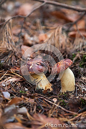 Double mushroom imleria badia commonly known as the bay bolete or boletus badius growing in pine tree forest Stock Photo