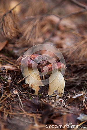 Double mushroom imleria badia commonly known as the bay bolete or boletus badius growing in pine tree forest Stock Photo