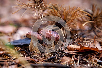 Double mushroom imleria badia commonly known as the bay bolete or boletus badius growing in pine tree forest Stock Photo