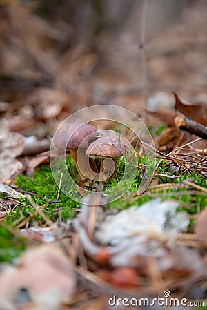 Double mushroom imleria badia commonly known as the bay bolete or boletus badius growing in pine tree forest Stock Photo