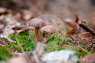 Double mushroom imleria badia commonly known as the bay bolete or boletus badius growing in pine tree forest Stock Photo