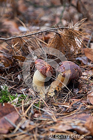 Double mushroom imleria badia commonly known as the bay bolete or boletus badius growing in pine tree forest Stock Photo