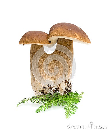 Double mushroom on white background Stock Photo