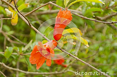 Open Flowers Of Pomegranate Tree Stock Photo