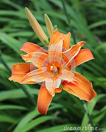 Double Orange Hemerocallis. Stock Photo