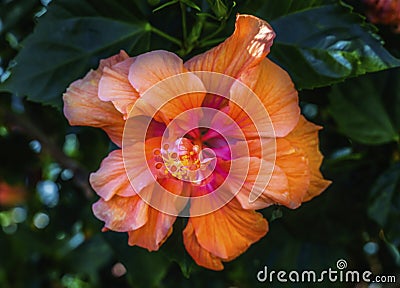 Double Orange Tropical Hibiscus Flower Florida Stock Photo
