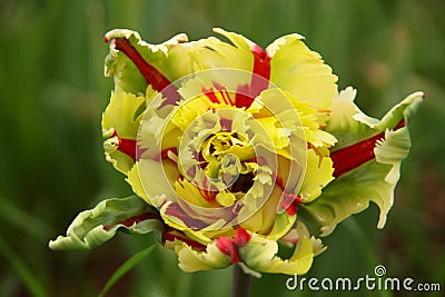 Tulips flaming parrot double in bloom Stock Photo