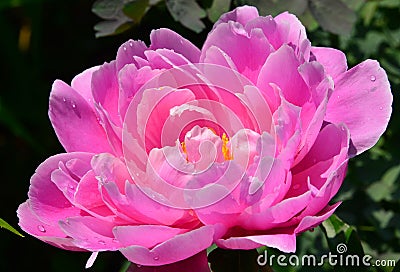 Double pink herbaceous peony Edwards Gardens Stock Photo