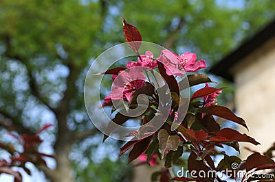 Double pink plum blossoms, Prunus cerasifera Stock Photo