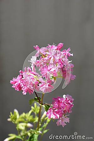 Double pink soapwort Stock Photo