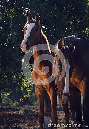 Double portrait of Marwari mare with her foal. Gujarat, India Stock Photo