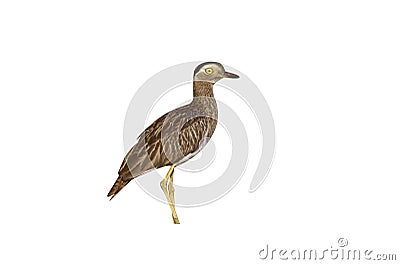 Double-striped thick-knee, Burhinus bistriatus Stock Photo