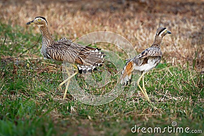 Double-striped Thick-knee - Burhinus bistriatus is stone-curlew family Burhinidae, resident breeder in Central and South America Stock Photo