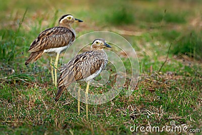 Double-striped Thick-knee - Burhinus bistriatus is stone-curlew family Burhinidae, resident breeder in Central and South America Stock Photo