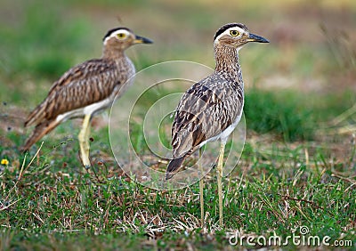 Double-striped Thick-knee - Burhinus bistriatus is stone-curlew family Burhinidae, resident breeder in Central and South America Stock Photo