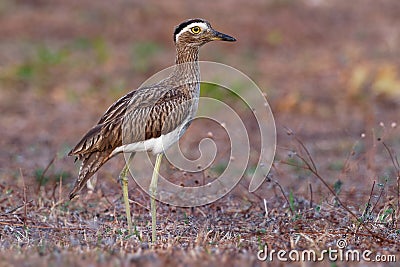 Double-striped Thick-knee - Burhinus bistriatus is stone-curlew family Burhinidae, resident breeder in Central and South America Stock Photo