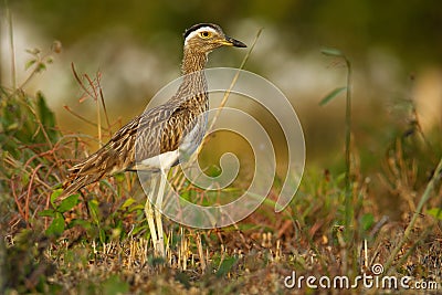 Double-striped Thick-knee - Burhinus bistriatus is stone-curlew family Burhinidae, resident breeder in Central and South America, Stock Photo