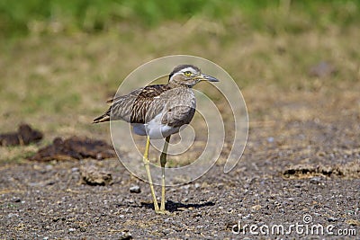 Double-striped Thick-knee 841106 Stock Photo