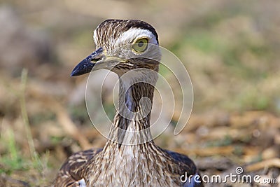 Double-striped Thick-knee 841111 Stock Photo