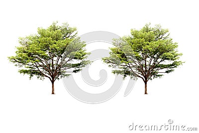 Double Terminalia ivorensis Chev tree isolated Stock Photo