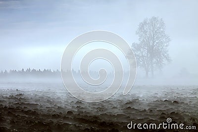 Double tree in morning fog Stock Photo