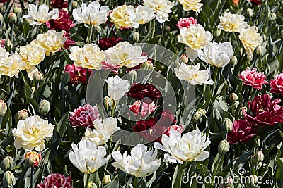 Double tulip flowers in white, pale yellow and dark red colors background in spring sunlight Stock Photo