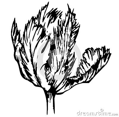 Double tulip terry open black contour Cartoon Illustration