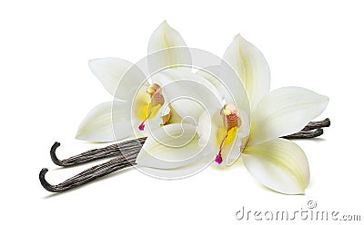 Double vanilla flower pods isolated on white Stock Photo