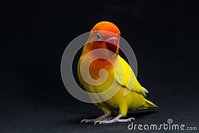 Double Yellow Lovebird, Bird Stock Photo