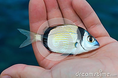 Doublebanded Bream Stock Photo