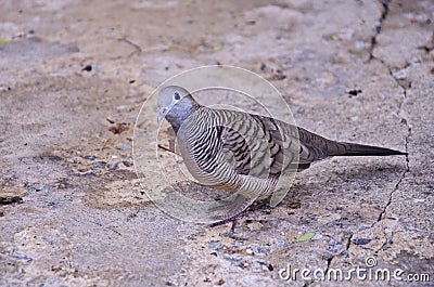 Doubt eye of Java dove Stock Photo