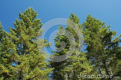 Douglas Firs Stock Photo