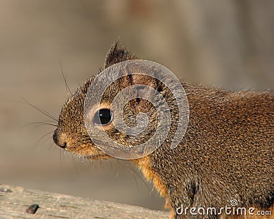 Douglas squirrel Stock Photo